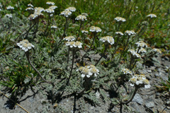 Achillea nana