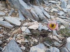 Ranunculus andersonii