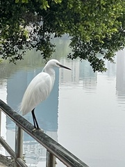 Egretta garzetta