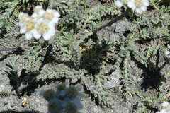 Achillea nana
