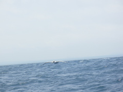 Pelecanidae