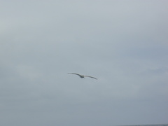 Pelecanidae