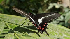 Parides proneus