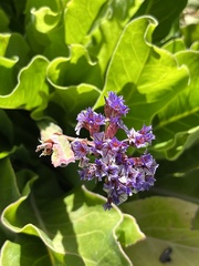 Limonium perezii