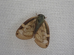 Scolypopa