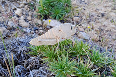 Pamphagus cristatus