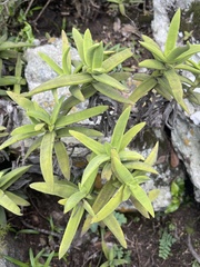 Crassula perfoliata