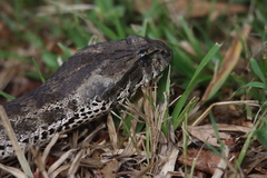 Acanthophis antarcticus