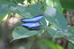 Morpho helenor coelestis