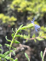 Felicia aethiopica