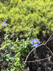 Felicia aethiopica