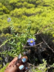 Felicia aethiopica