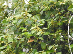 Notothixos subaureus