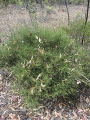 Daviesia schwarzenegger