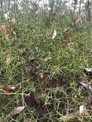 Daviesia schwarzenegger