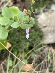 Aeollanthus parvifolius