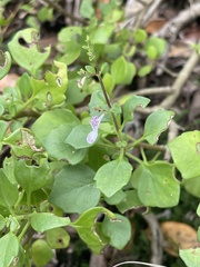 Aeollanthus parvifolius