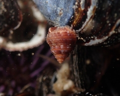 Calliostoma supragranosum