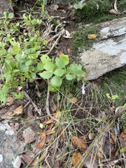 Aeollanthus parvifolius