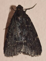 Stericta carbonalis