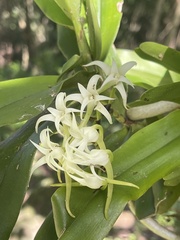 Cyrtorchis arcuata arcuata
