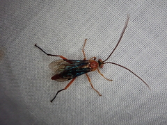 Lissopimpla