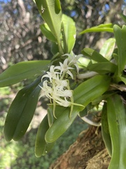 Cyrtorchis arcuata arcuata