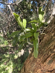 Cyrtorchis arcuata arcuata