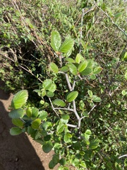 Cercocarpus betuloides