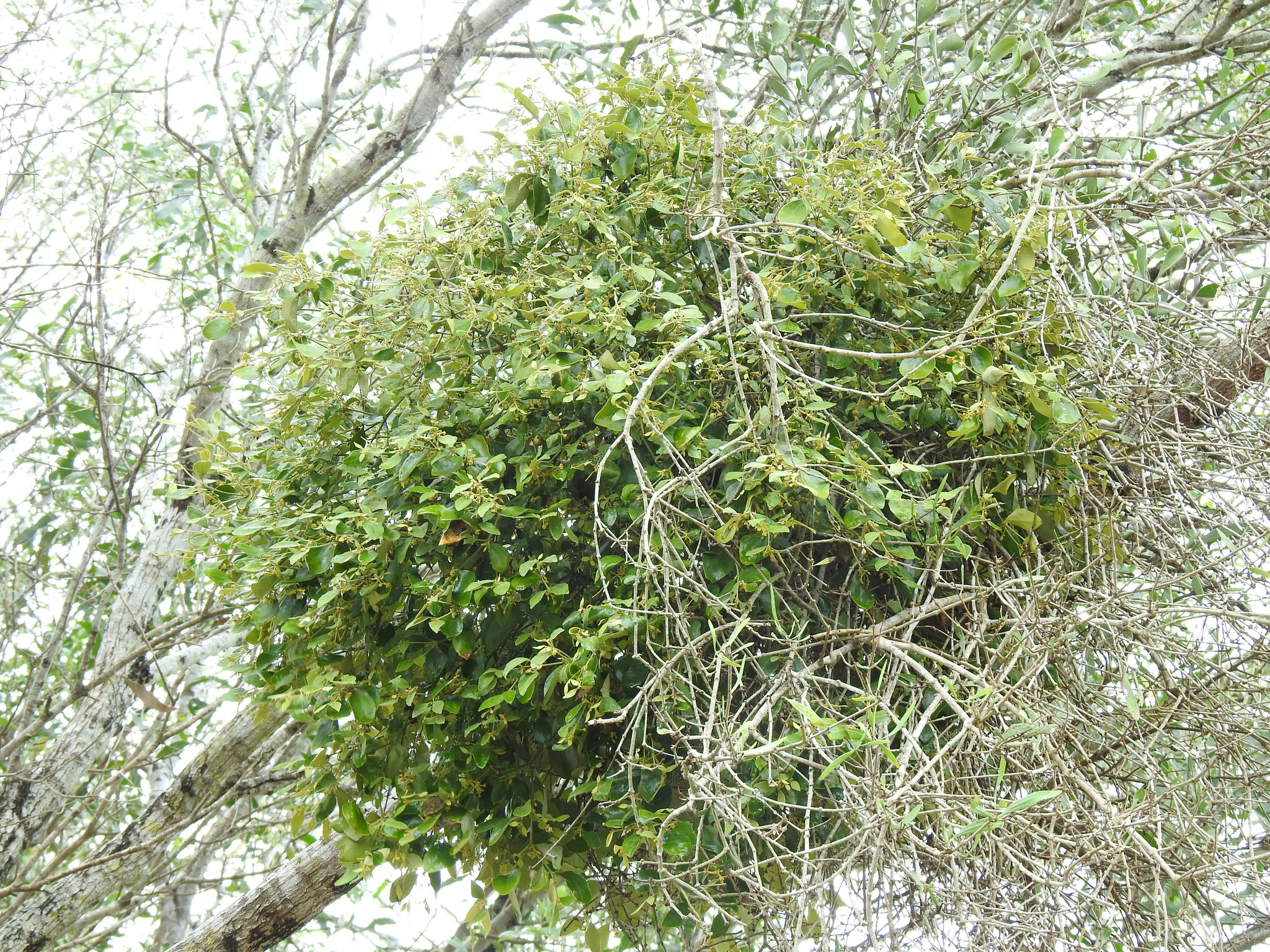 Notothixos Notothixos Oliv.