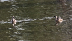 Poliocephalus poliocephalus