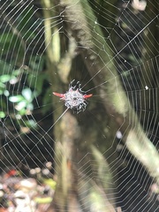 Gasteracantha milvoides