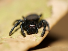 Stiphropus