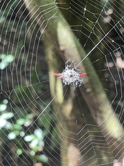 Gasteracantha milvoides
