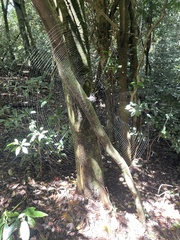 Gasteracantha milvoides