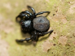 Stiphropus