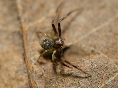 Spilosynema