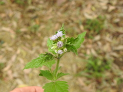 Praxelis clematidea