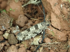 Parochmastis hilderi