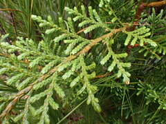 Libocedrus bidwillii