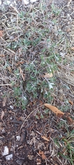 Daphne alpina