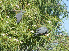 Eremophila bignoniiflora