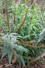 Veronica derwentiana