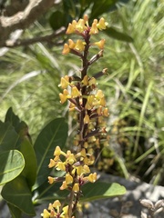 Polystachya mauritiana