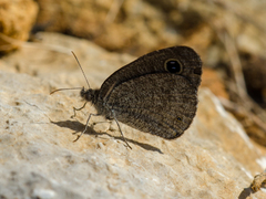Ypthima asterope