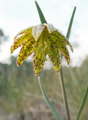 Fritillaria glauca