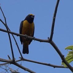 Euphonia finschi