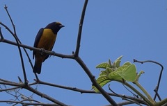 Euphonia finschi
