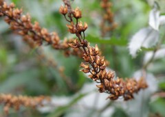 Veronica derwentiana