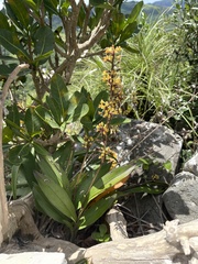 Polystachya mauritiana